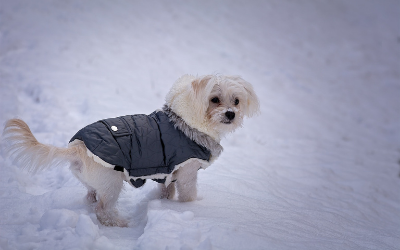 image for January is Walk Your Pet Month